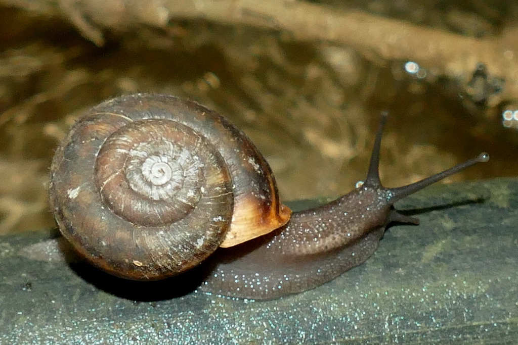 Campylaea planospira