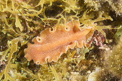 Yungia aurantiaca