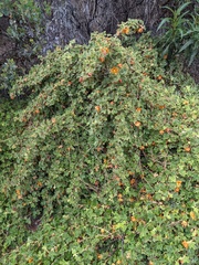 Fremontodendron decumbens