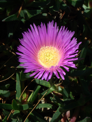 Carpobrotus glaucescens