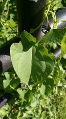 Calystegia sepium sepium