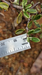 Ceanothus roderickii