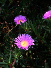Carpobrotus glaucescens