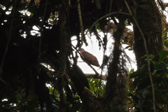 Patagioenas