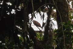 Patagioenas