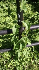 Calystegia sepium sepium