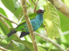 Tangara gyrola