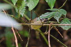 Basileuterus melanotis