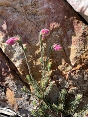 Erica glauca elegans