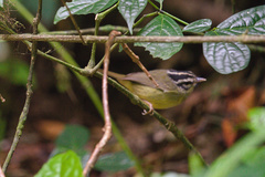 Basileuterus melanotis