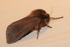 Phragmatobia assimilans