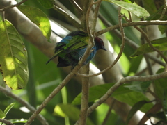 Tangara gyrola