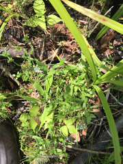 Cerastium semidecandrum