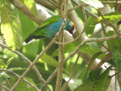 Tangara gyrola