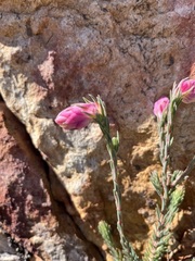 Erica glauca elegans