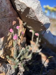 Erica glauca elegans