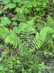 Deparia acrostichoides