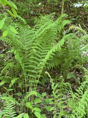 Deparia acrostichoides