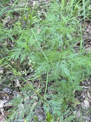 Trepocarpus aethusae