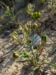 Ornithogalum navaschinii