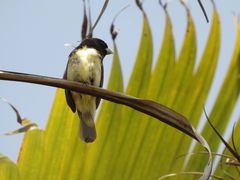 Sporophila nigricollis