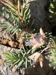 Erica glauca elegans