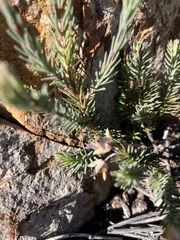 Erica glauca elegans