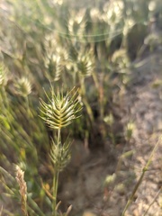 Eremopyrum orientale