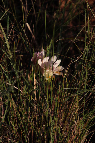 Image of Freesia caryophyllacea by (c) Tony Rebelo, some rights reserved (CC BY-SA)