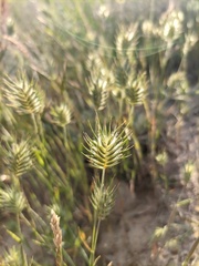 Eremopyrum orientale