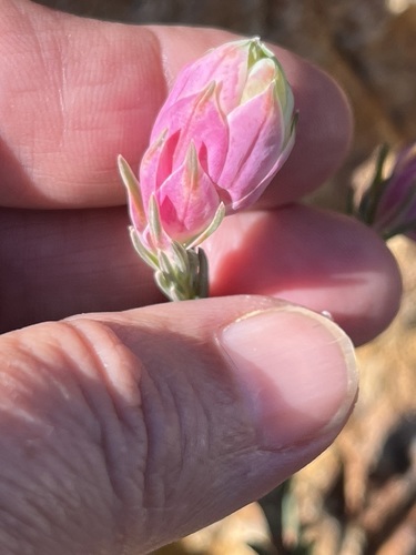 Image of Erica glauca by (c) Charleen Brunke, some rights reserved (CC BY)