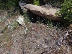 Cryptantha intermedia intermedia