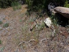 Cryptantha intermedia intermedia