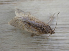 Clepsis senecionana