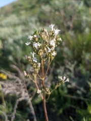 Valeriana tuberosa