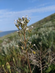 Valeriana tuberosa