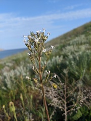 Valeriana tuberosa