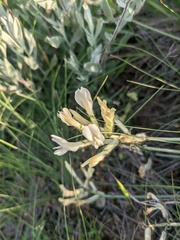 Astragalus reduncus