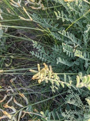 Astragalus reduncus