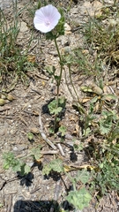 Malva hispanica