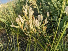 Astragalus reduncus