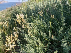 Astragalus reduncus