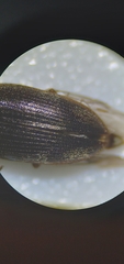 Hypnoidus abbreviatus