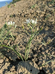 Ornithogalum navaschinii
