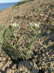 Ornithogalum navaschinii