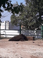 Bos mutus
