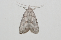 Nola triquetrana