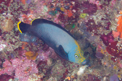 Black-Velvet Angelfish photo 3