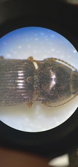 Hypnoidus abbreviatus