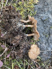 Rhizocybe